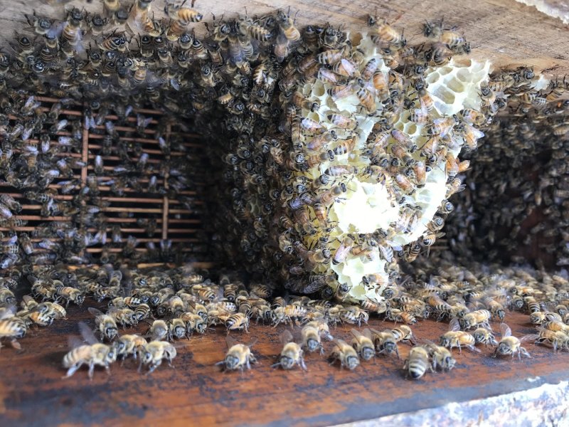 【纯正好货】大山中天然土蜂蜜500g批发电商微商一件代发