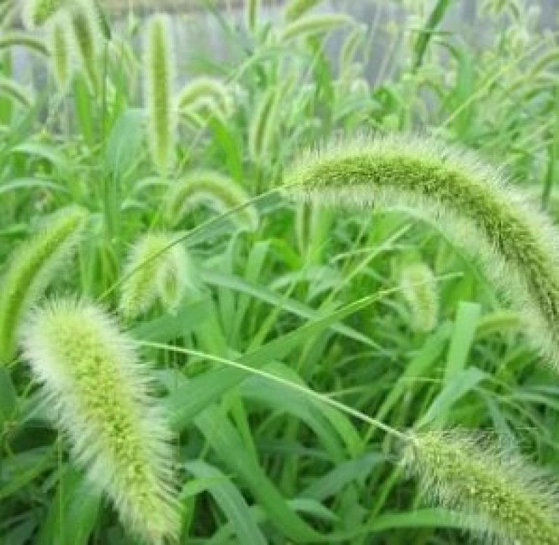 狼尾草种子一年生草本植物。