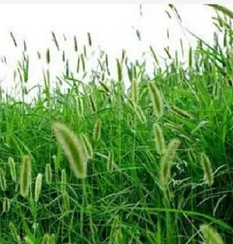 狼尾草种子一年生草本植物。