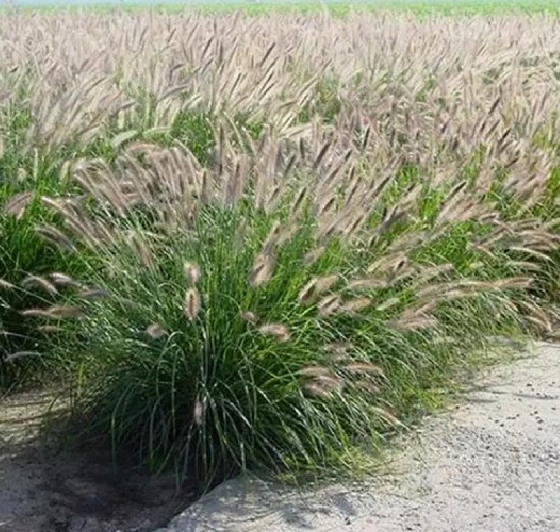 狼尾草种子一年生草本植物。