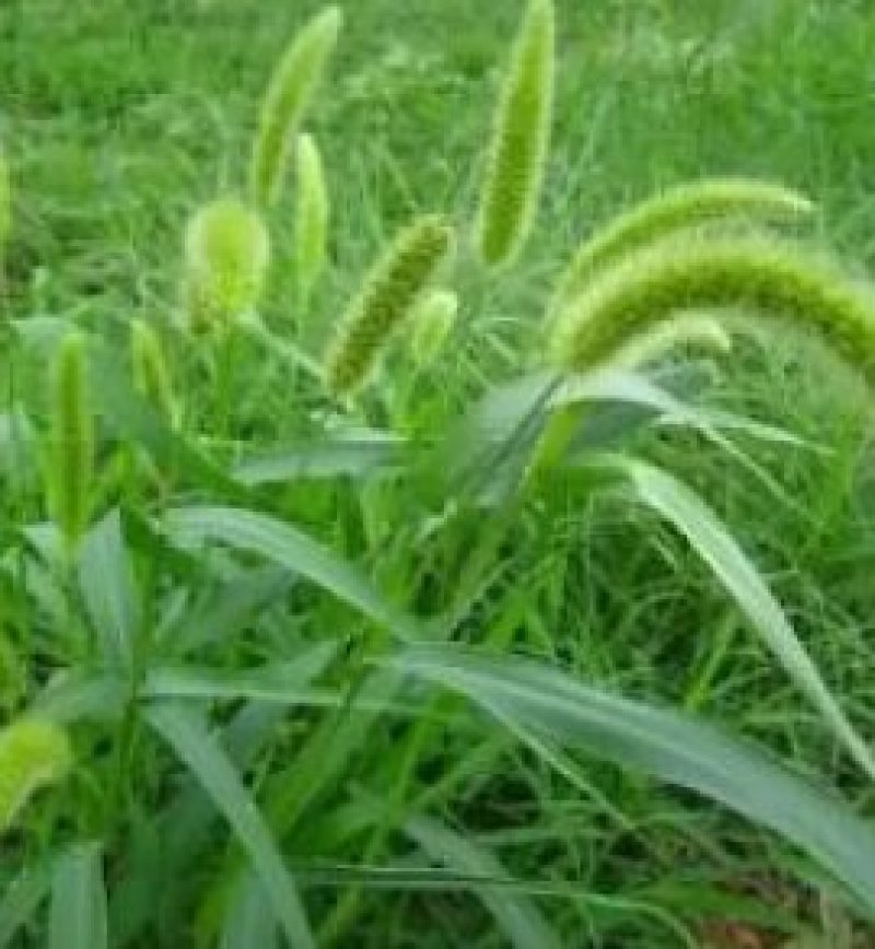 狼尾草种子一年生草本植物。