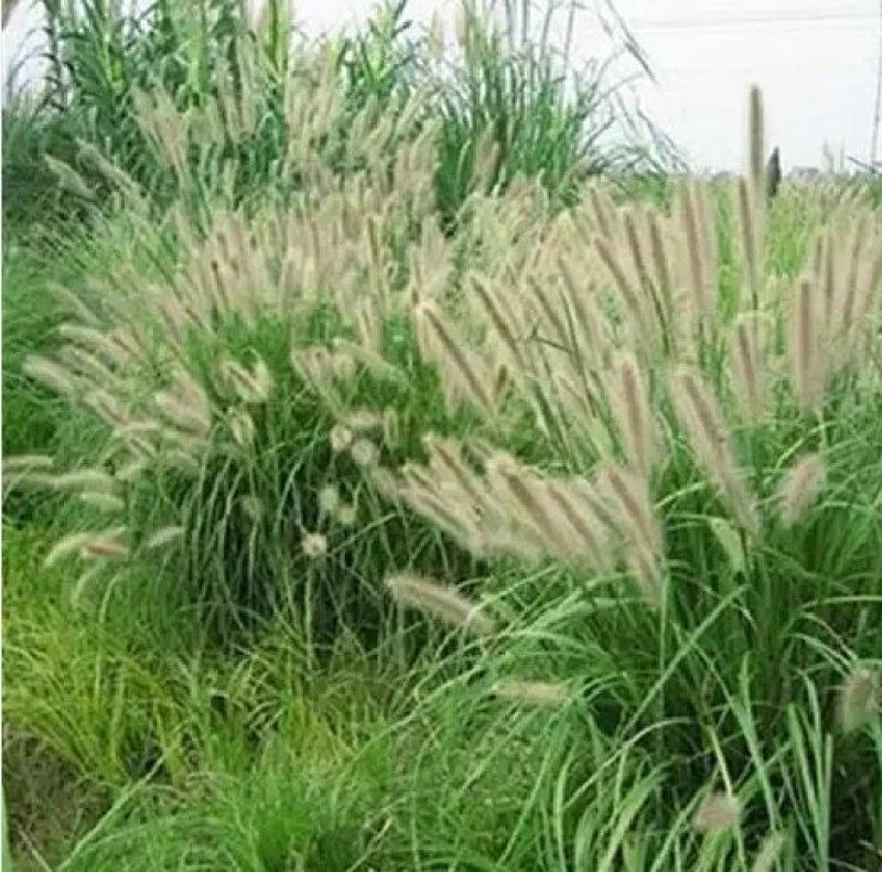 狼尾草种子一年生草本植物。