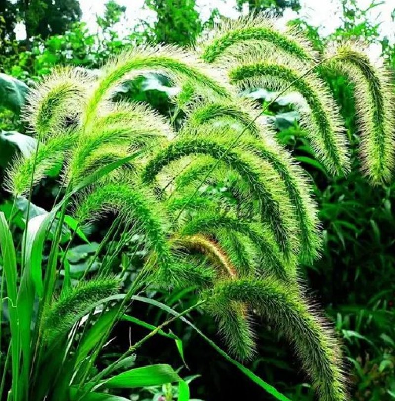 狼尾草种子一年生草本植物。