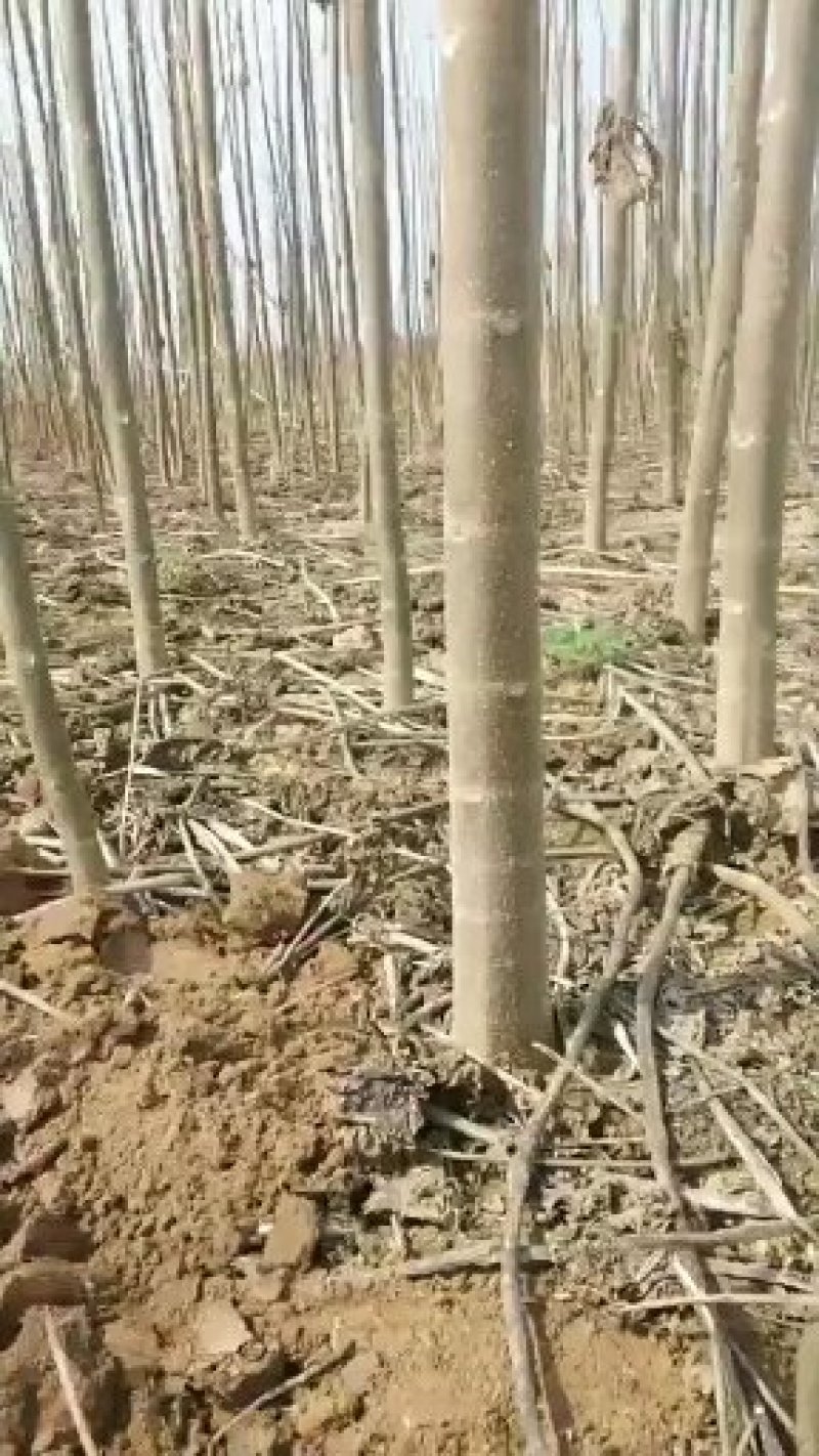 泡桐苗