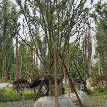 四川丛生朴树品质保证基地发货欢迎视频