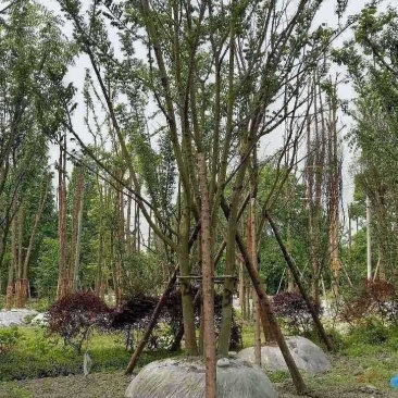 四川丛生朴树品质保证基地发货欢迎联系视频看货