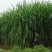 台湾甜象草种子多年生四季牧草种籽养殖高产猪牛羊鸡兔饲