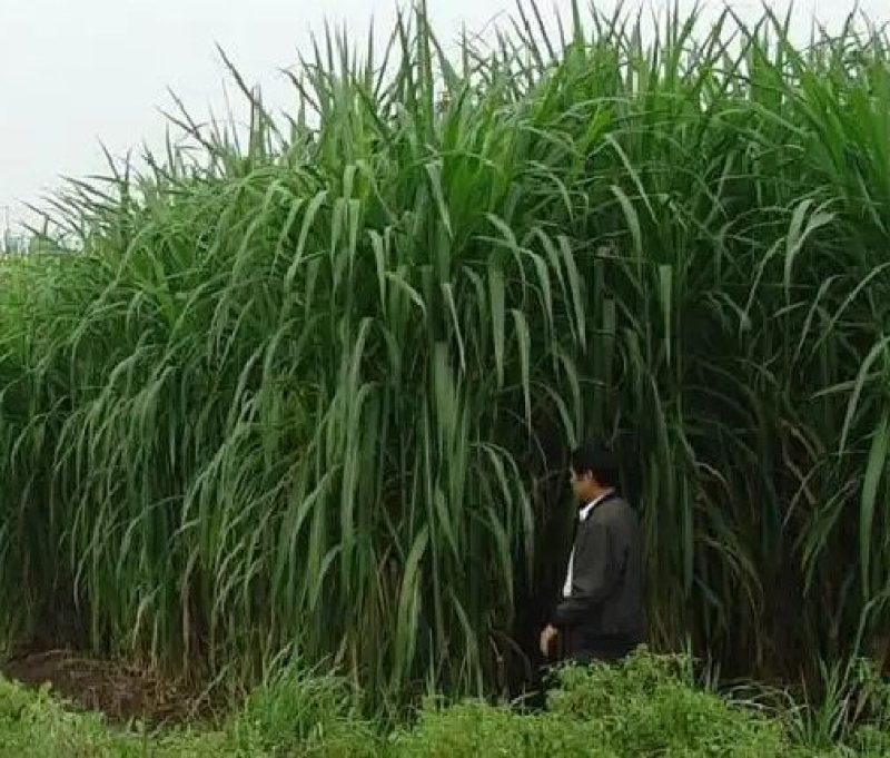 台湾甜象草种子多年生四季牧草种籽养殖高产猪牛羊鸡兔饲