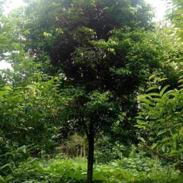 四川天竺桂基地发货品质保证欢迎联系自家苗圃视频看货