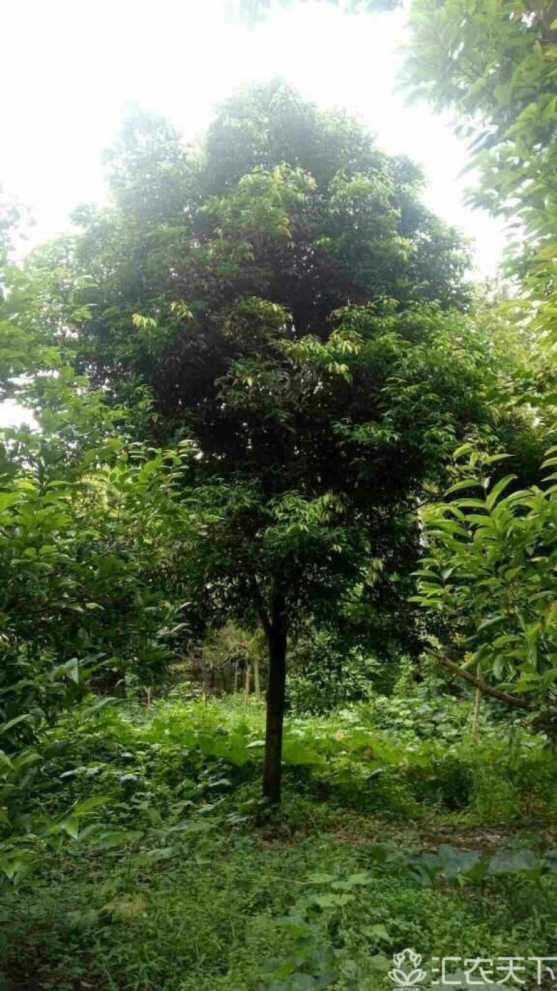 四川天竺桂基地发货品质保证欢迎联系自家苗圃视频看货