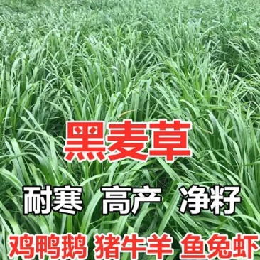 冬牧70黑麦草高产量种子