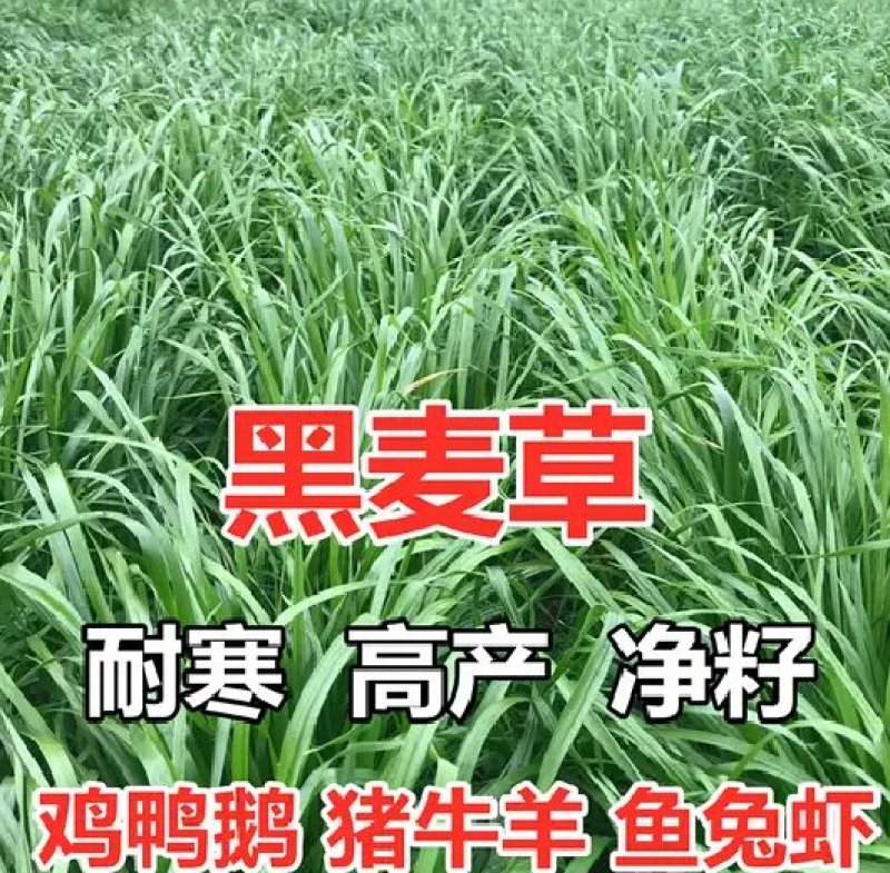 冬牧70黑麦草高产量种子