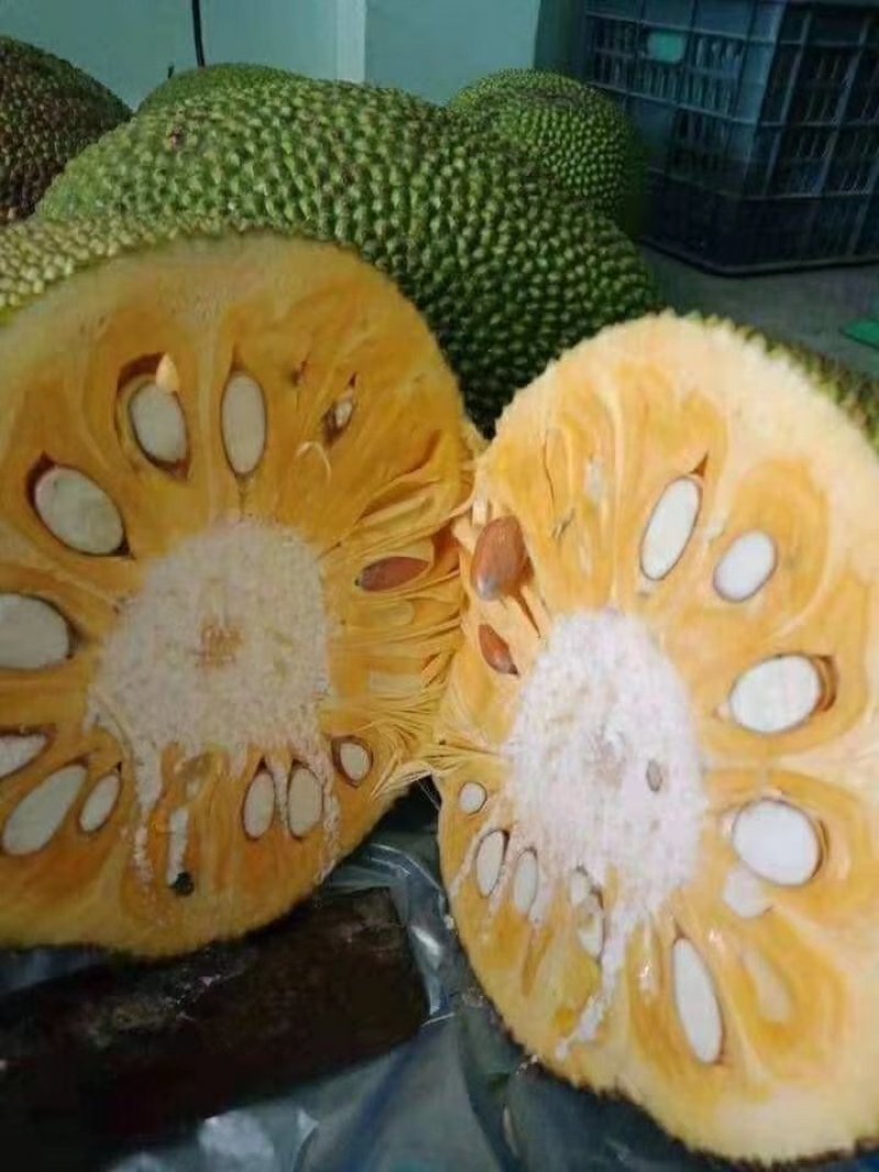 菠萝蜜