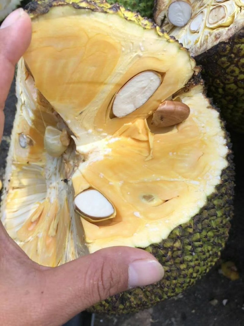 菠萝蜜