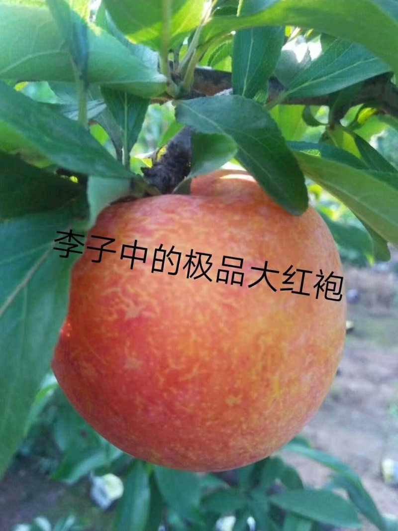 【西梅树苗】法兰西西梅女神西梅蓝蜜包纯度签合同全国发