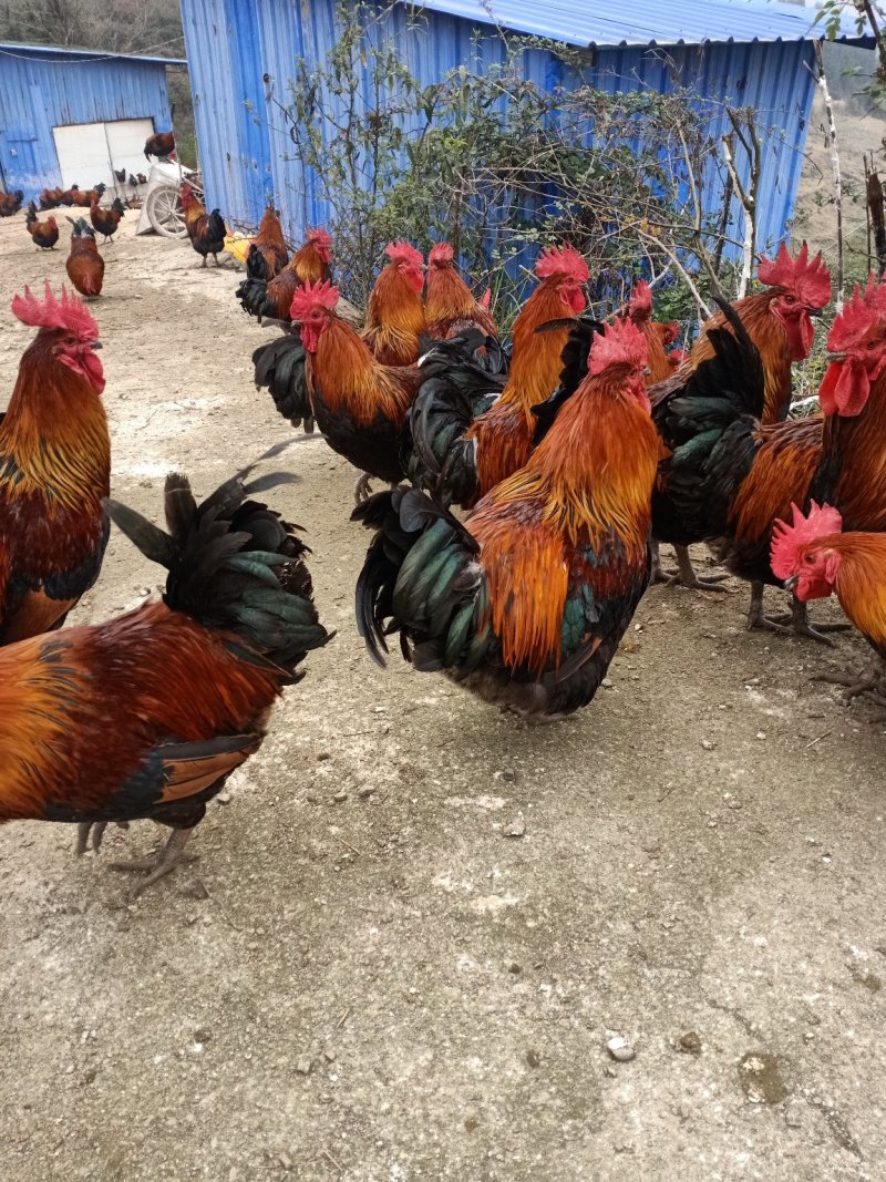 7个月血毛土鸡