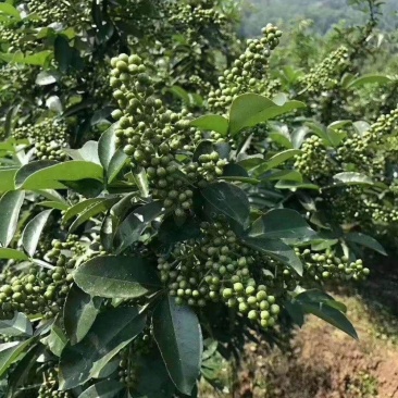 无刺嫁接花椒、品种齐全、品质保证、证件齐全免费技术指导