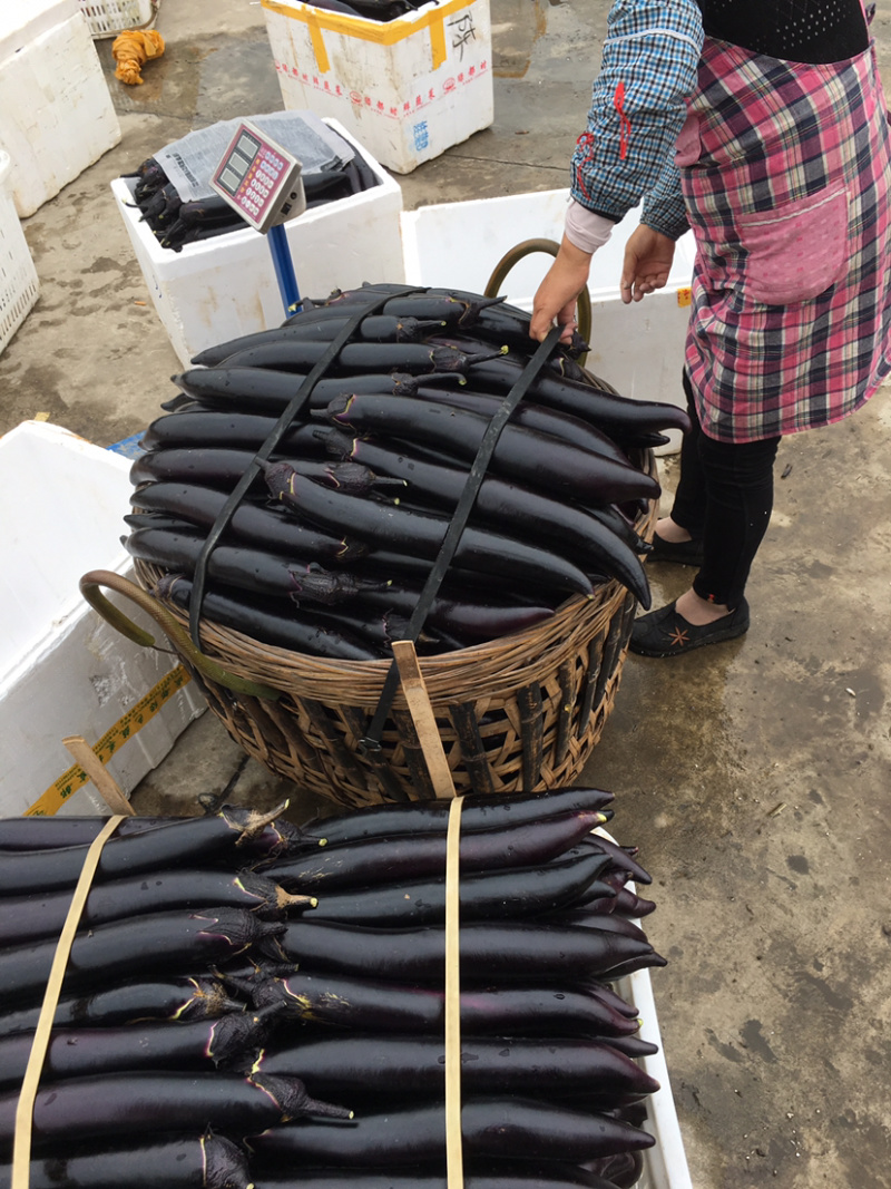 【精品】烧烤茄长茄一手货源现摘现发产地直发量大从优