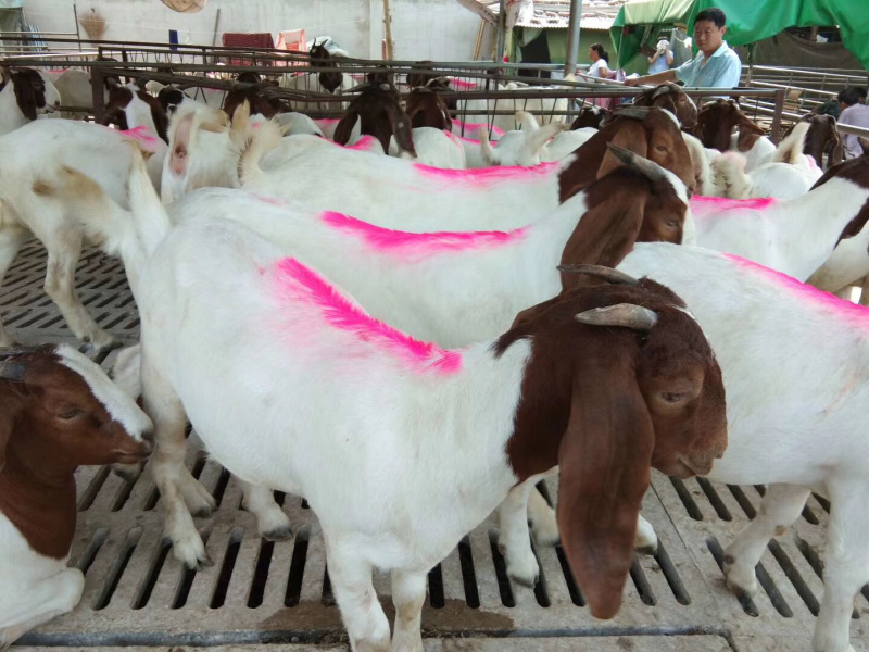 肉羊波尔山羊小尾寒羊品种的羊多欢迎前来参观