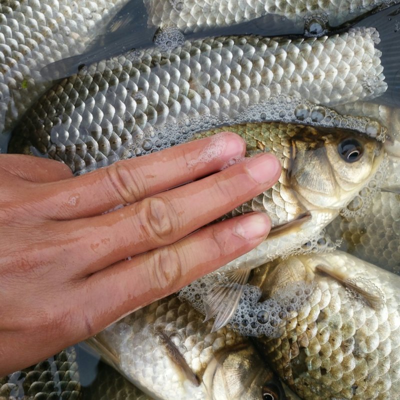 鲫鱼苗，中科3号，精养池子培育，川内送货到家！