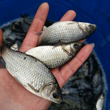 鲫鱼苗，中科3号，精养池子培育，川内送货到家！