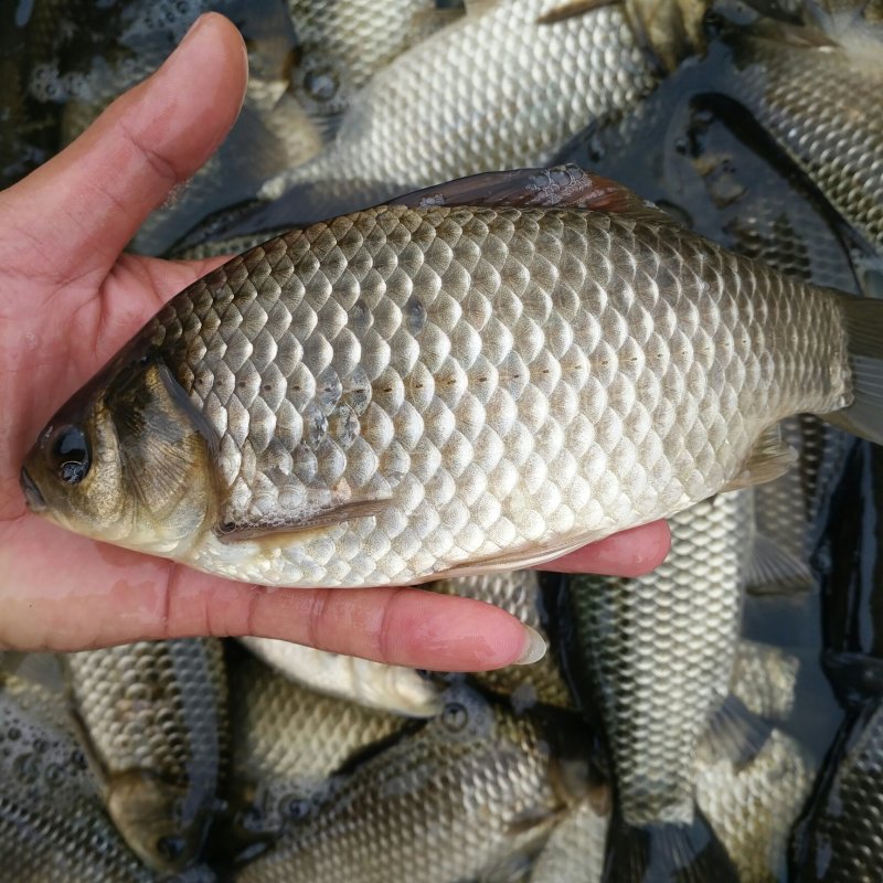 鲫鱼苗，中科3号，精养池子培育，川内送货到家！