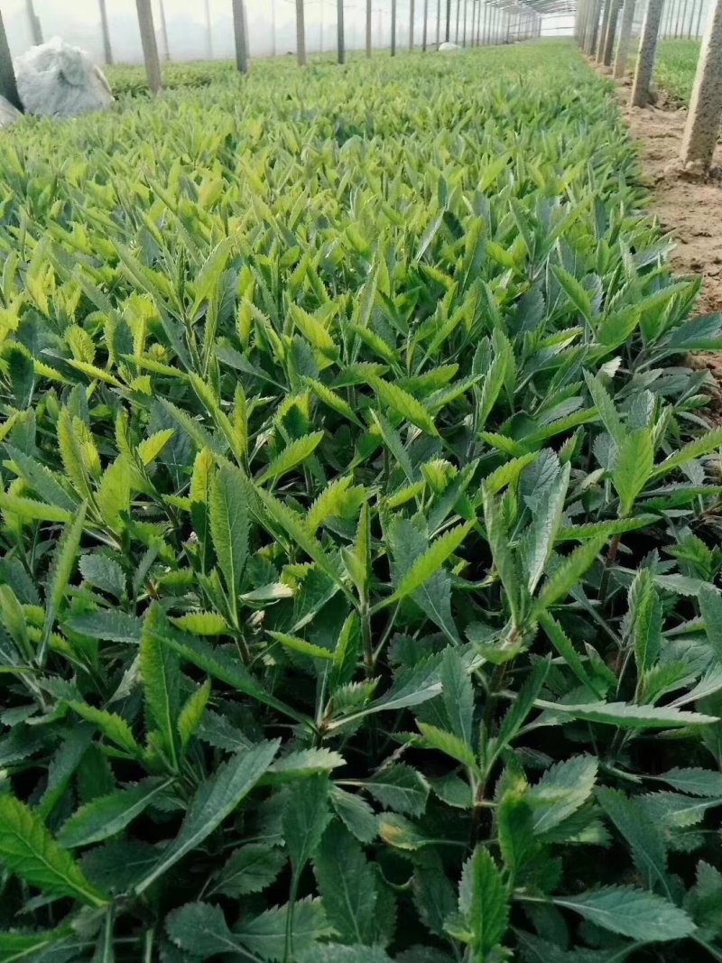 马鞭草