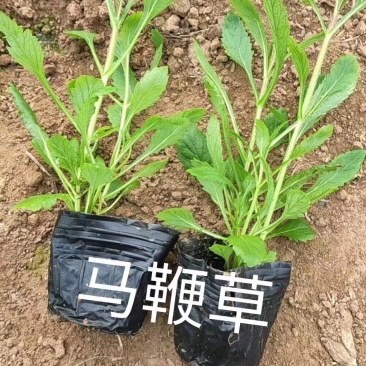 马鞭草