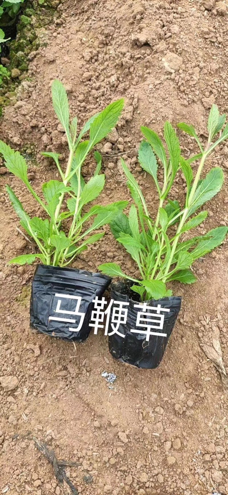 马鞭草