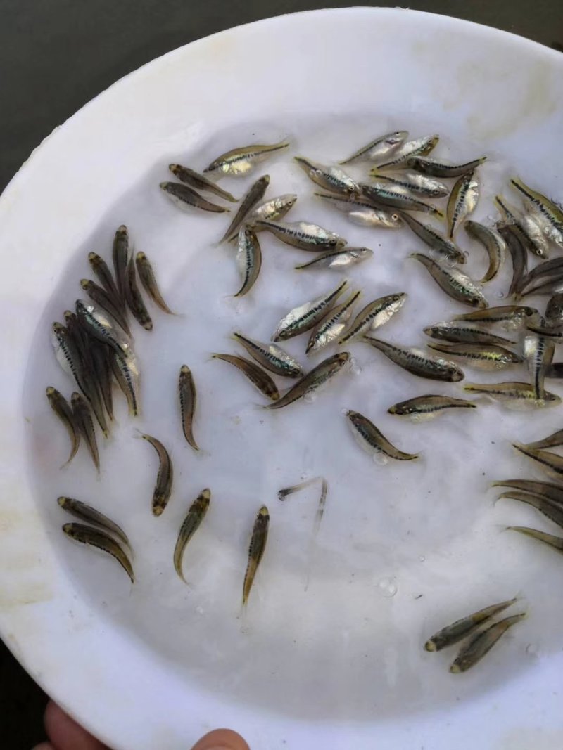 加洲优鲈三号鱼苗基地一手直供。水花出售！