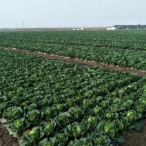 陆良本地大白菜，现货量大黄心大白菜，价格便宜