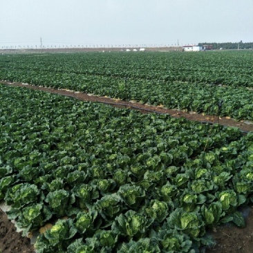 陆良本地大白菜，现货量大黄心大白菜，价格便宜