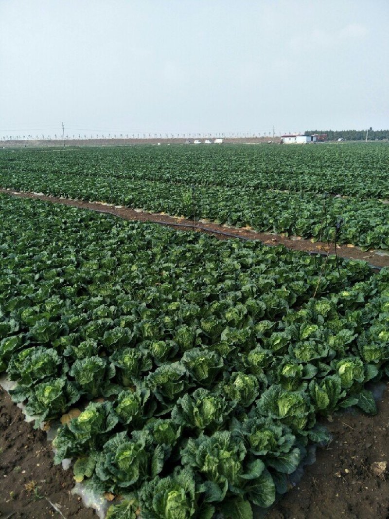 陆良本地大白菜，现货量大黄心大白菜，价格便宜