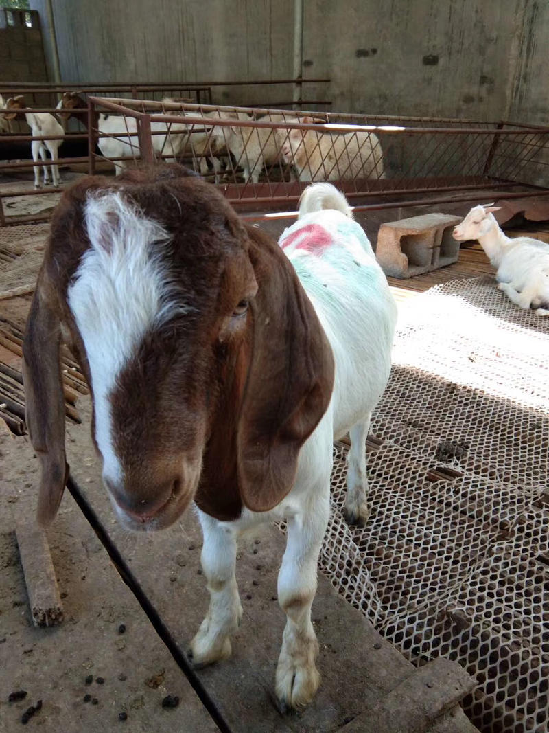 美国白山羊杜泊绵羊种羊羊苗哪里有卖的
