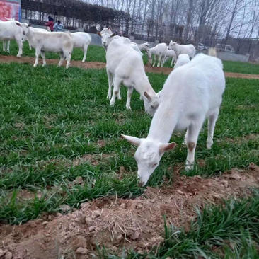 美国白山羊杜泊绵羊种羊羊苗哪里有卖的