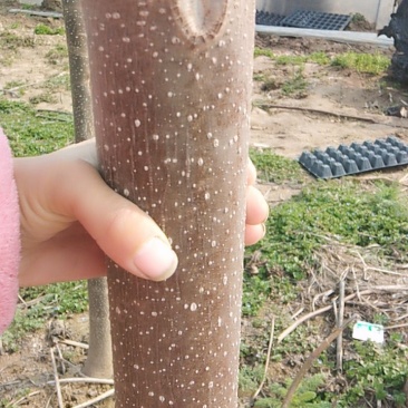 桐树苗
