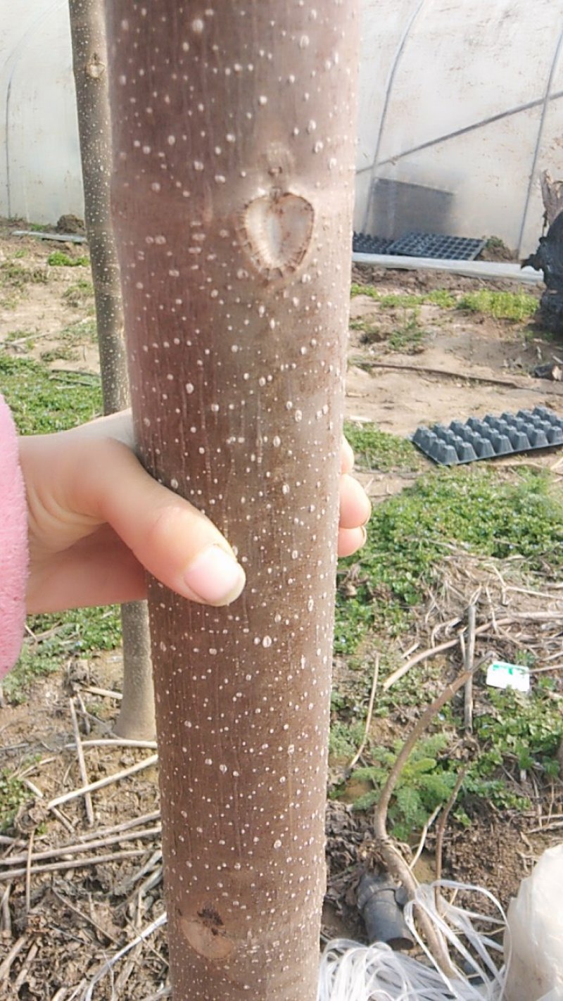 桐树苗