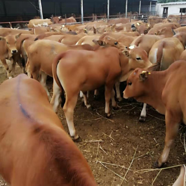 西门塔尔肉牛种公牛鲁西黄牛哪里有卖肉牛犊的