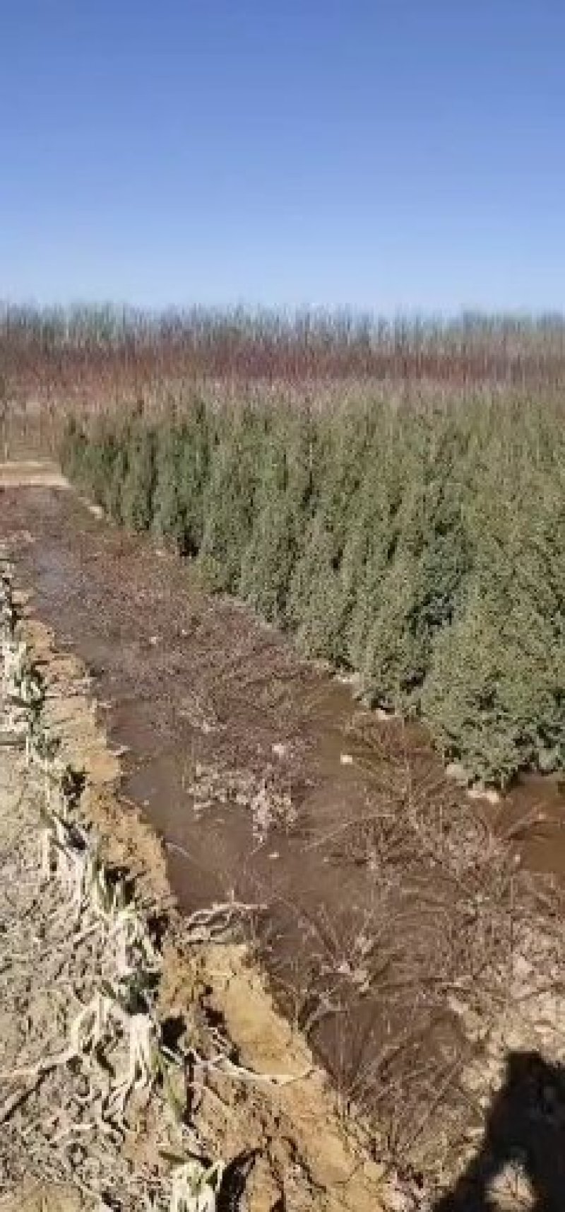 金叶女贞价格金叶女贞产地大量出售