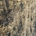 大叶黄杨冬青大叶黄杨产地河北大叶黄杨