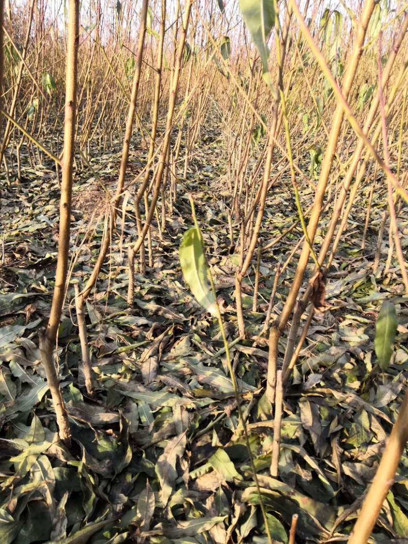 新品种早熟未来一号大油桃苗当年结果南北方种植