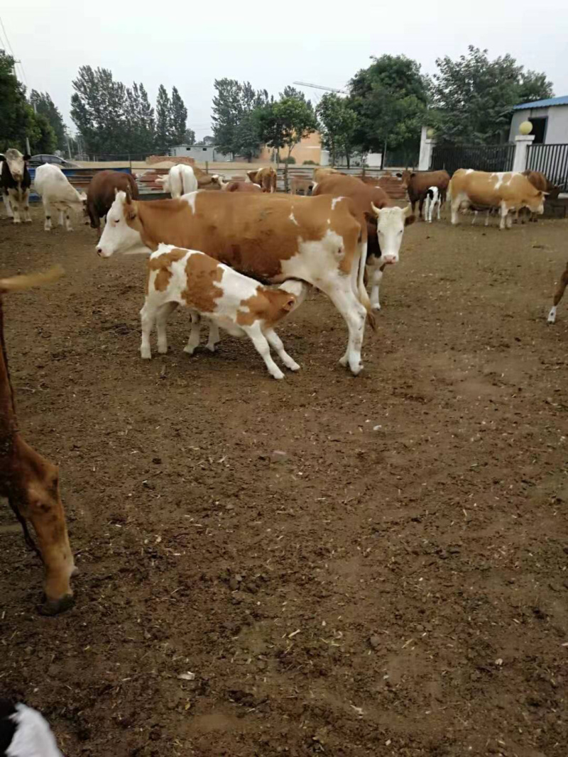 鲁西黄牛西门塔尔牛买二十送一头肉牛多少钱一头