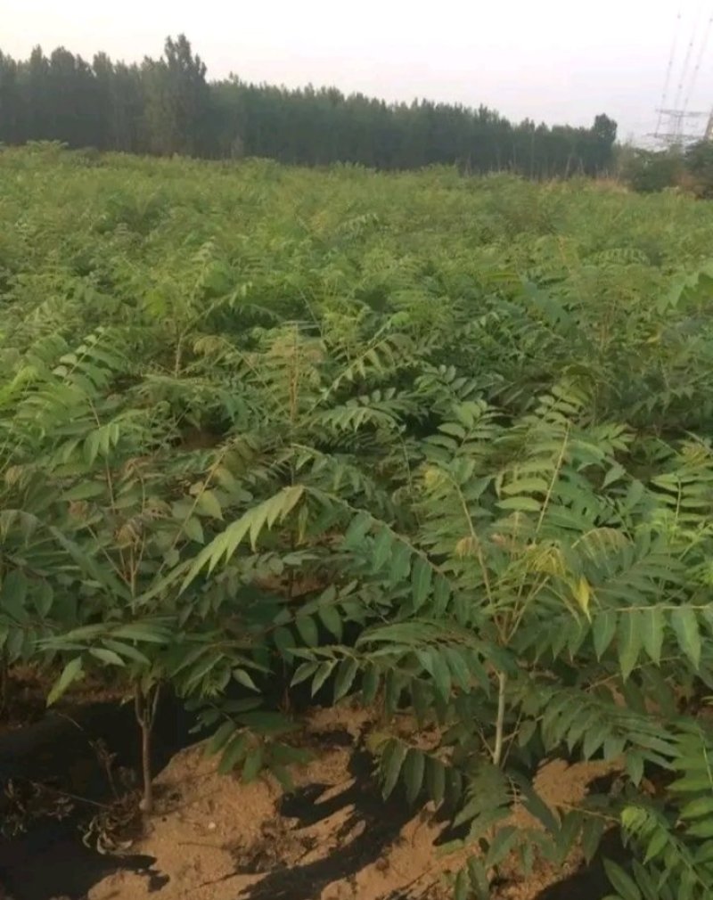 包邮红油香椿苗长势旺盛颜色鲜亮产地直销价格优惠