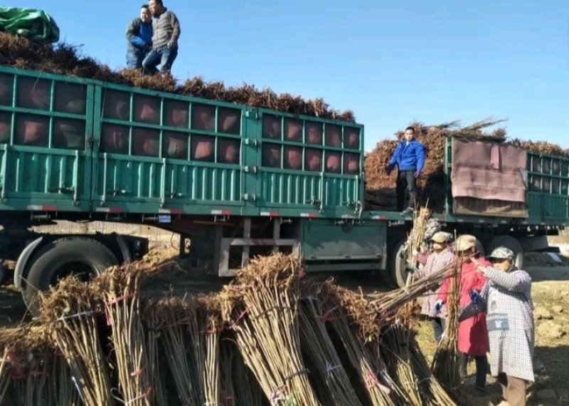 包邮红油香椿苗长势旺盛颜色鲜亮产地直销价格优惠