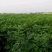 包邮红油香椿苗长势旺盛颜色鲜亮产地直销价格优惠