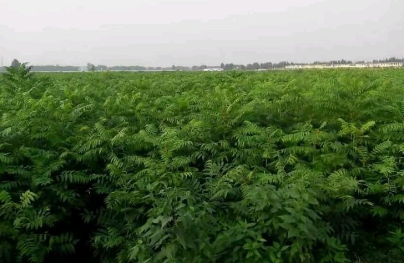 包邮红油香椿苗长势旺盛颜色鲜亮产地直销价格优惠