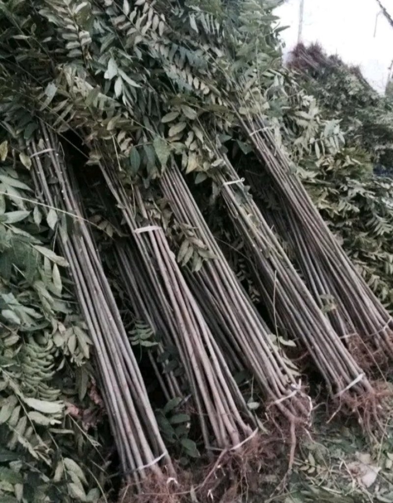包邮红油香椿苗长势旺盛颜色鲜亮产地直销价格优惠