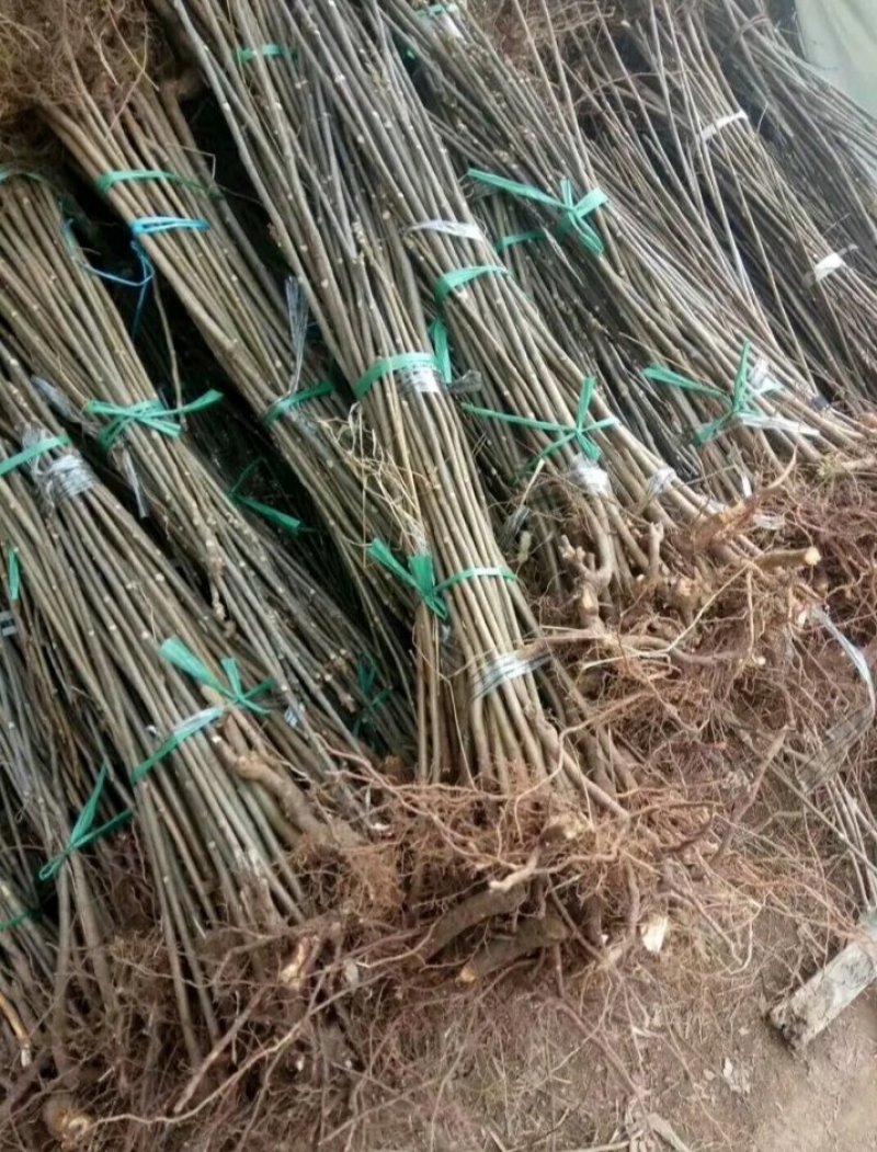 包邮红油香椿苗长势旺盛颜色鲜亮产地直销价格优惠