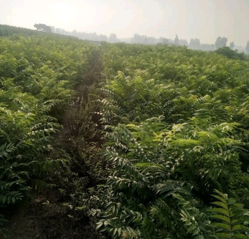 包邮红油香椿苗长势旺盛颜色鲜亮产地直销价格优惠