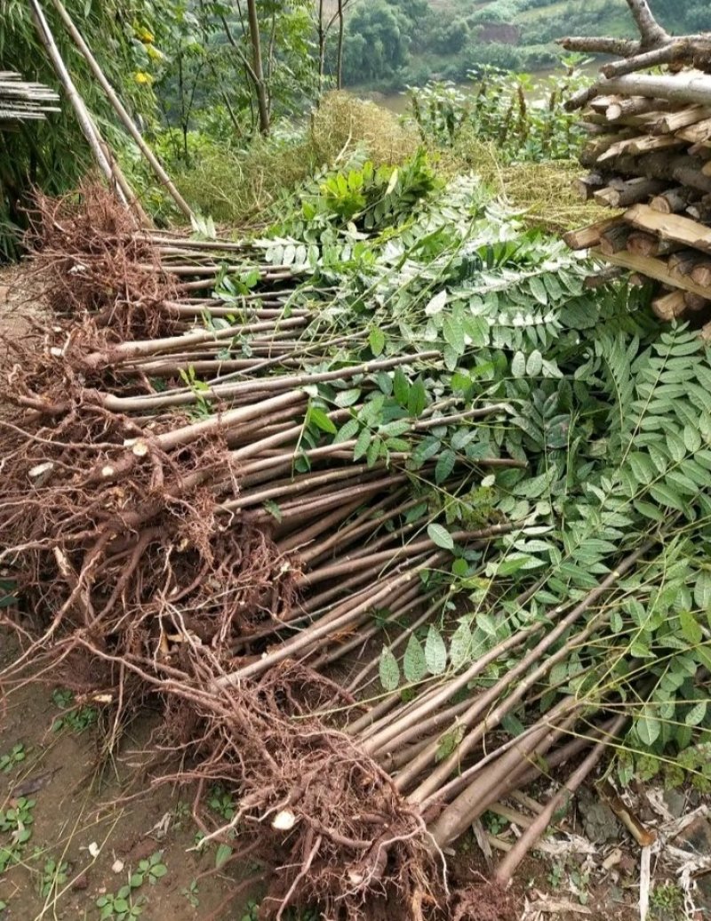 包邮红油香椿苗长势旺盛颜色鲜亮产地直销价格优惠